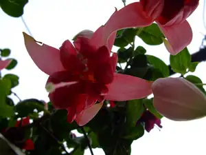 iris66 — 22. září 2011