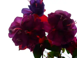 iris66 — 22. září 2011