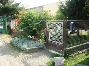 tak kvete trubač,na podzim ostřihany do hola