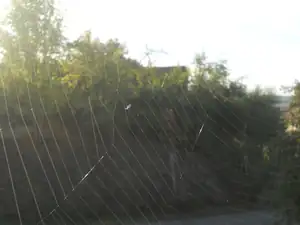 Pavoučkům se u nás líbí