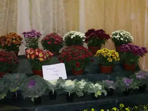 muškatek — 1. října 2011