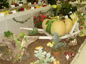 muškatek — 1. října 2011