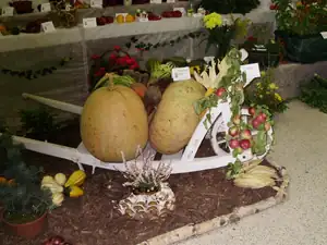 muškatek — 1. října 2011