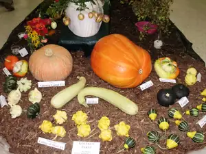 muškatek — 1. října 2011