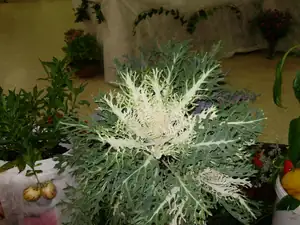 muškatek — 1. října 2011