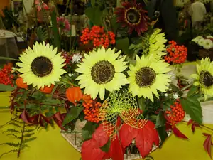 muškatek — 1. října 2011