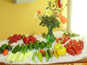 muškatek — 1. října 2011