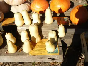 hruškovité