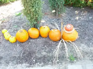 žeby stonožka?