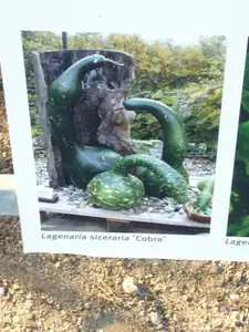 lagenária