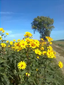 Polem k Napajedlím