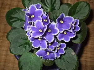 iris66 — 3. října 2011