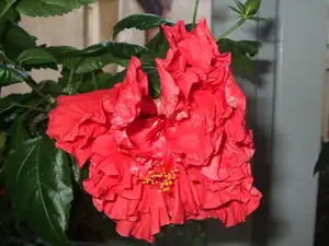 iris66 — 3. října 2011