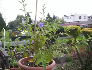 buliznik — 5. října 2011