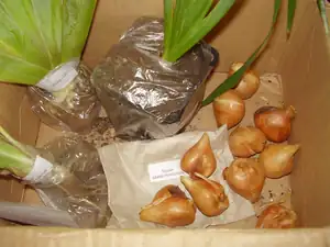 kosatce a tulipany