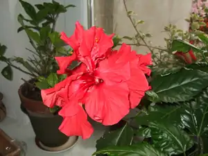 iris66 — 7. října 2011