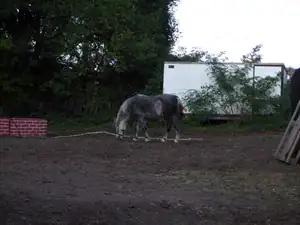 iris66 — 9. října 2011