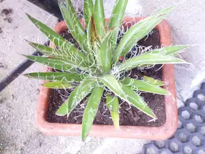 druh agave
