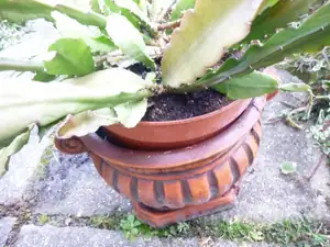 kaktus