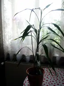 bamboa