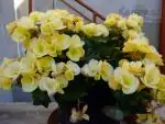 begonie