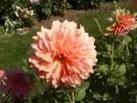 iris66 — 4. května 2010