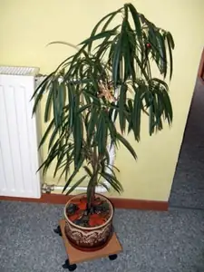 iris66 — 10. října 2011