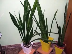 iris66 — 10. října 2011