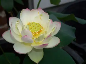 Lotus Chawan basu