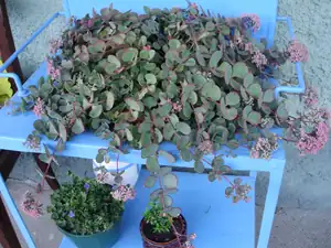 muškatek — 10. října 2011