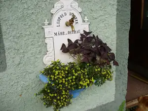 muškatek — 10. října 2011