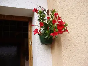 muškatek — 10. října 2011