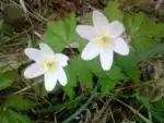 iris66 — 4. května 2010