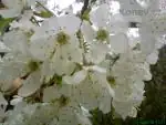 iris66 — 4. května 2010