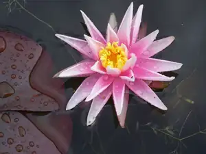 American Star "Slocum 1985"