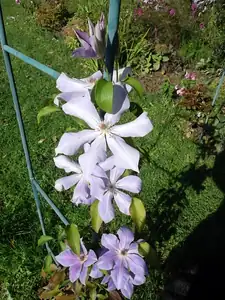 clematis