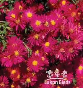 Aster