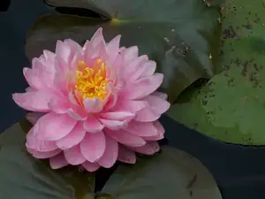 Lily Pond