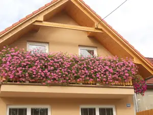 Muškáty zatím "šlehu" odolaly,snad to nezakřiknu