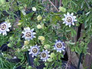 Passiflora Caerulea