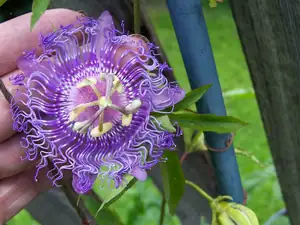 Passiflora incense