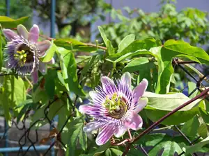 Passiflora Alata x Caerlea-Belotti