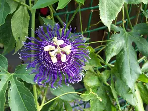 Passiflora Inspiration