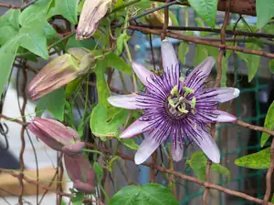 Passiflora-neznámá