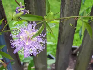 Passiflora Incarnata