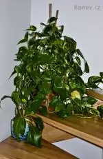 Scindapsus jako prales