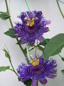 Passiflora Blue Velvet