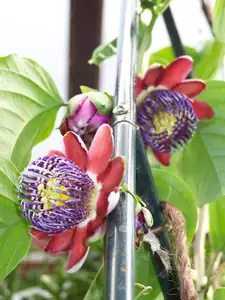 Passiflora Alata