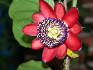 Passiflora Alata