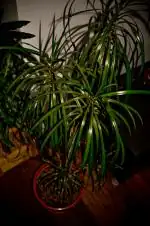 Dracena